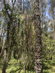 Dendrobium teretifolium