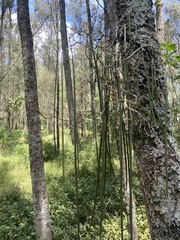 Dendrobium teretifolium