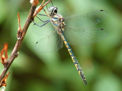 Hemicordulia australiae