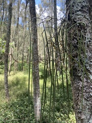 Dendrobium teretifolium