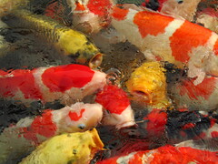 Cyprinus rubrofuscus