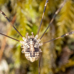 Leptobunus