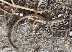 Saproscincus spectabilis