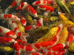 Cyprinus rubrofuscus