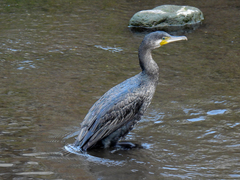 Phalacrocorax carbo