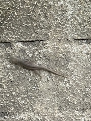 Gekkota
