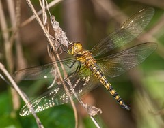 Hydrobasileus brevistylus