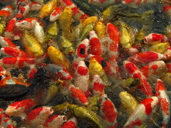 Cyprinus rubrofuscus