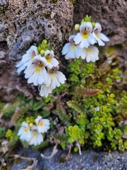 Euphrasia cuneata