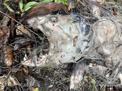 Didelphis virginiana