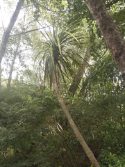 Cordyline australis