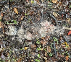 Didelphis virginiana