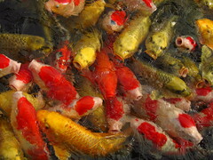 Cyprinus rubrofuscus