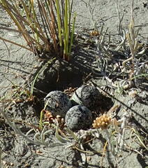 Charadrius bicinctus
