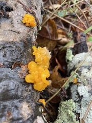 Tremella mesenterica