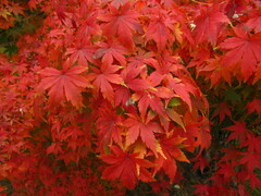 Acer palmatum