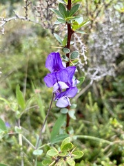 Lathyrus