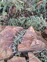 Adromischus umbraticola