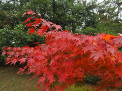 Acer palmatum