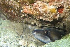 Conger marginatus