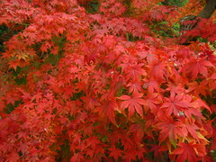 Acer palmatum