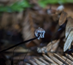 Androsacei