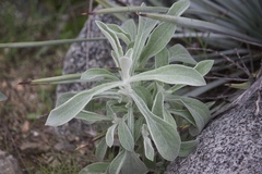 Pseudognaphalium