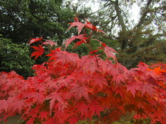 Acer palmatum