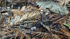 Androsacei