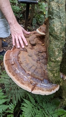 Ganoderma australe