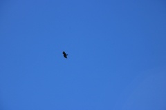 Pernis ptilorhynchus