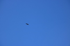 Pernis ptilorhynchus