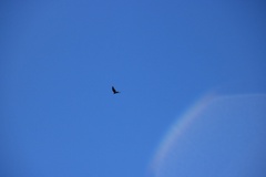 Pernis ptilorhynchus