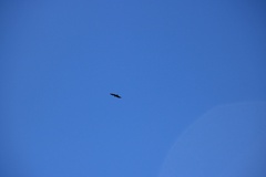 Pernis ptilorhynchus