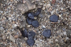Pangaeus bilineatus