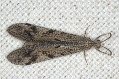 Nesoleon boschimanus