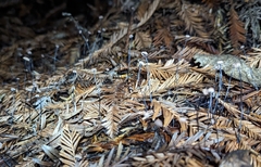 Androsacei