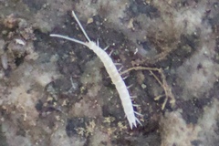Scutigerella