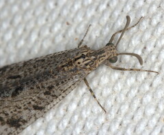 Nesoleon boschimanus