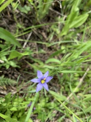 Sisyrinchium montanum montanum
