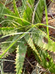 Aloe greatheadii davyana