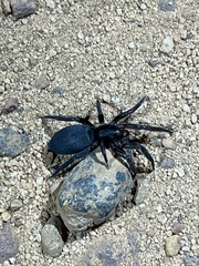 Gnaphosidae