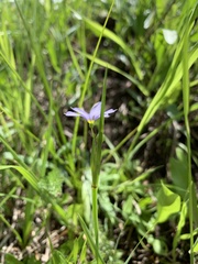Sisyrinchium montanum montanum