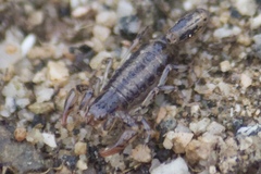 Superstitionia donensis