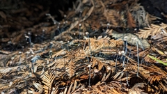 Androsacei