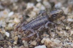 Superstitionia donensis