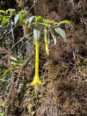 Salpichroa didierana