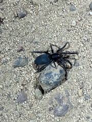Gnaphosidae