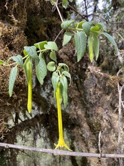 Salpichroa didierana