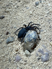 Gnaphosidae